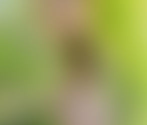 شذرات٠٠ - الشربينى محمودالرفاعى