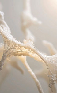 fascia1.jpg