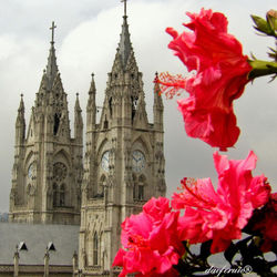 BASILICAUIO