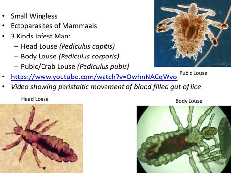 ENTEMOLOGY: LICE