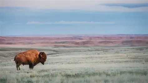 Alberta bison in the fields