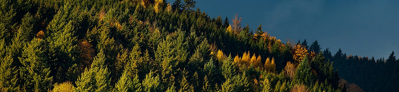 fall-7605210_1920_edited.jpg