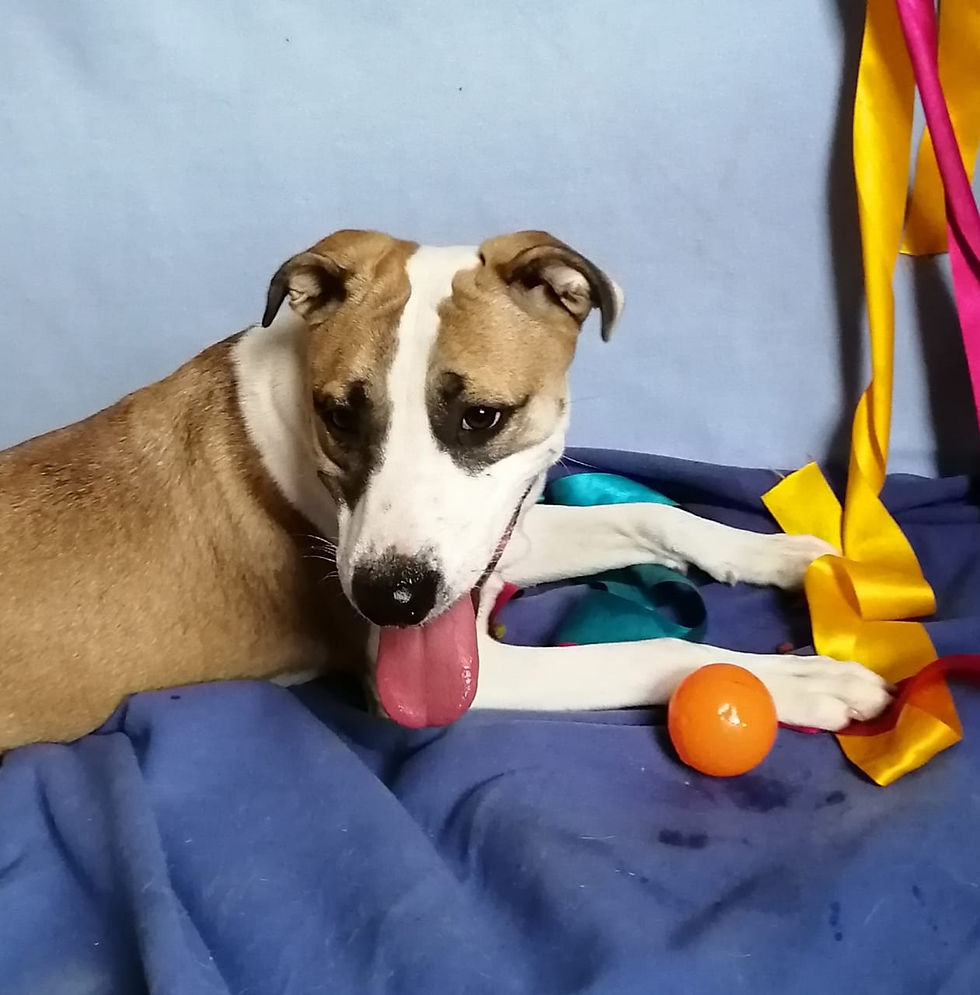 Adopta perra de talla grande en México