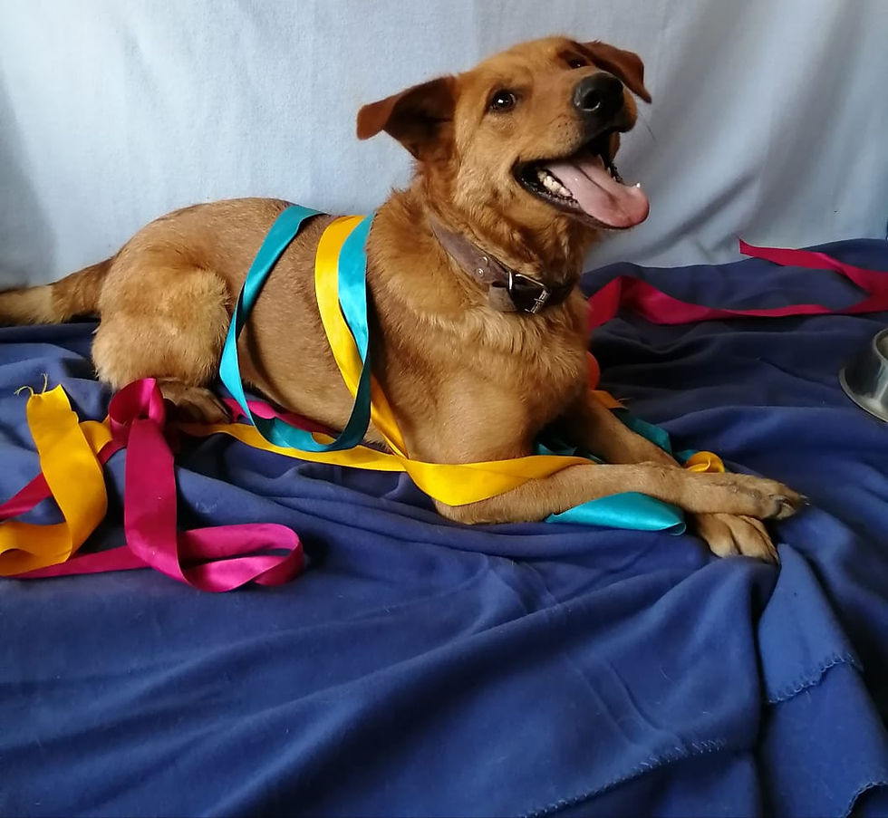 dog adoption