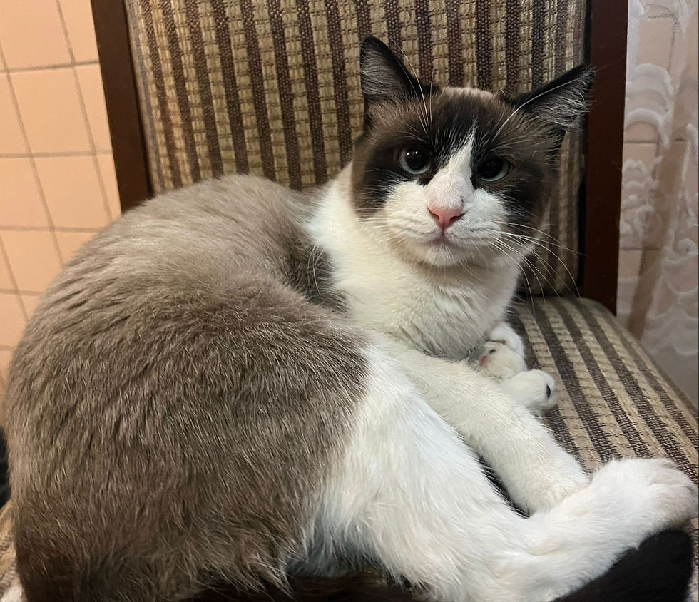 Gata hembra esterilizada en adopción