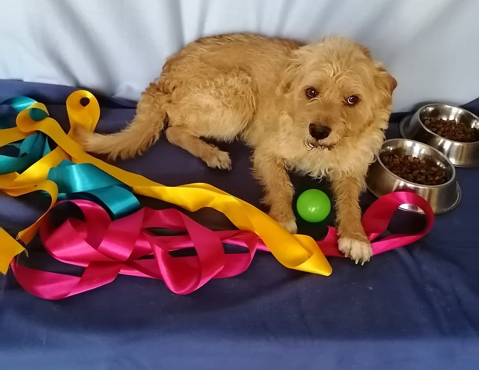 Adopción de perros rescatados en México