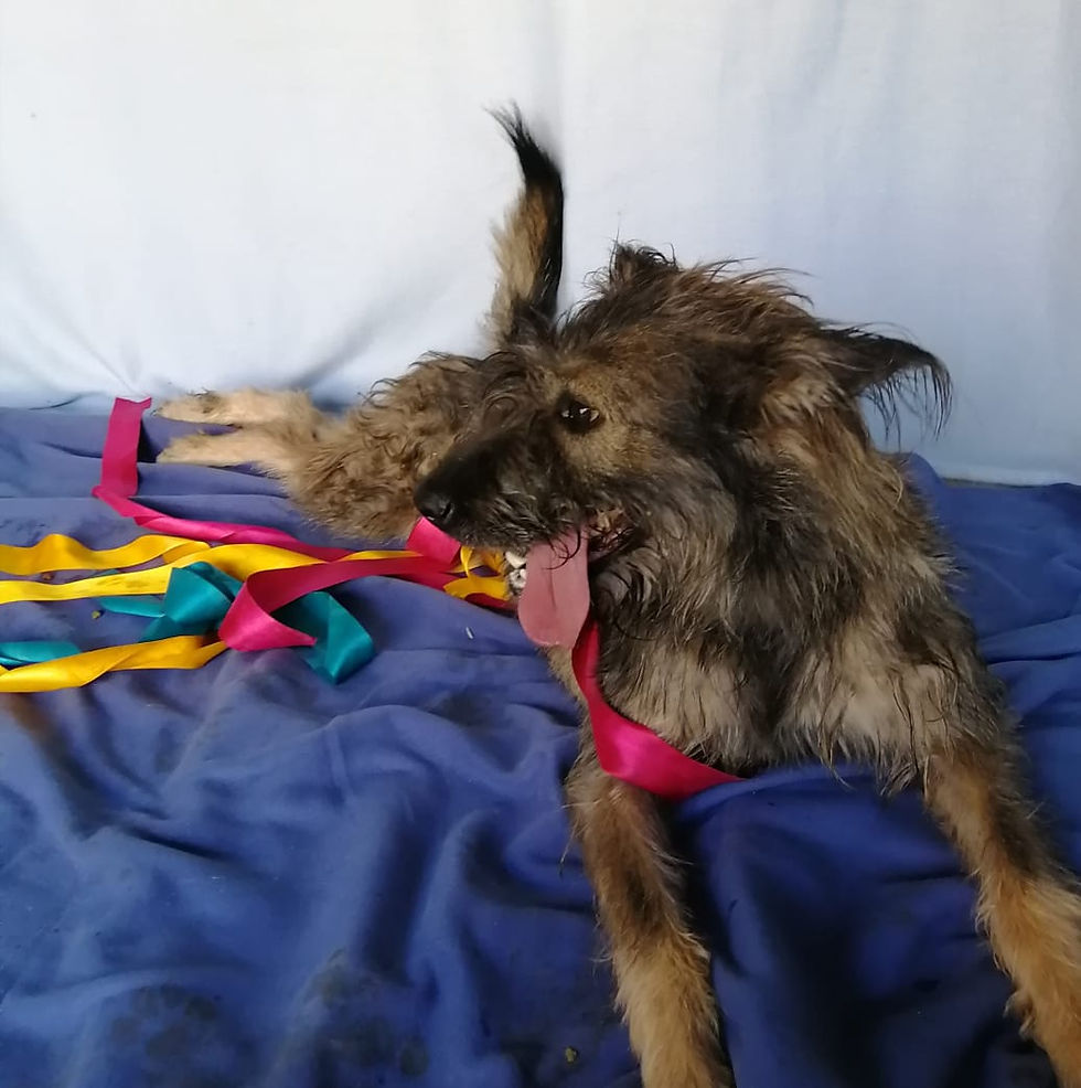 dog adoption servjces