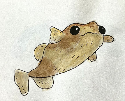 Puffer Fish
