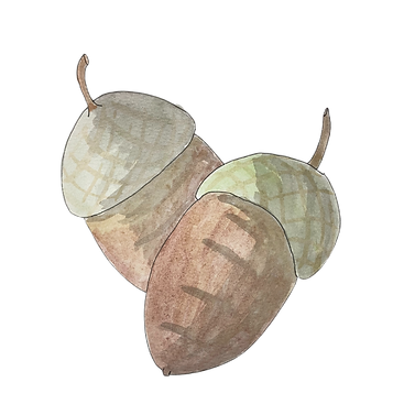 Acorn. Water color and Ink