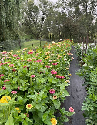 zinnias