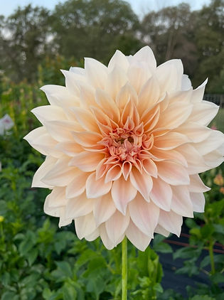 dahlia