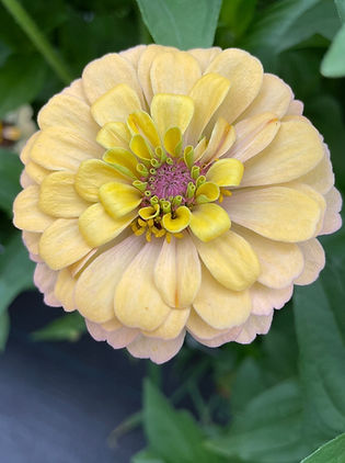 zinnia1