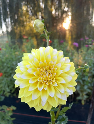 dahlia2