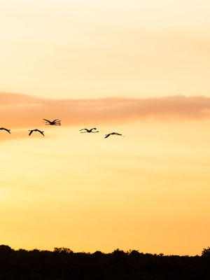 Wildlife 