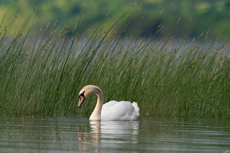 Tenderness Amongst the Reeds