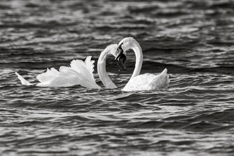 Hearty Swans