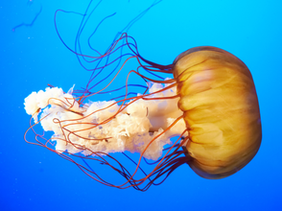 The Jellyfish 