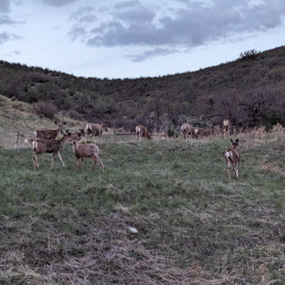 A herd of deer on a site that is proposed for a road.