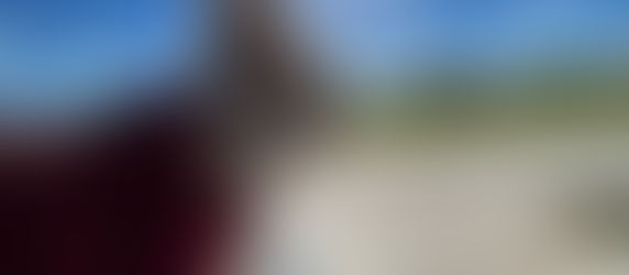 Paws, Play, and Peace of Mind: Kimmy’s Journey with Anxiety and Supplements