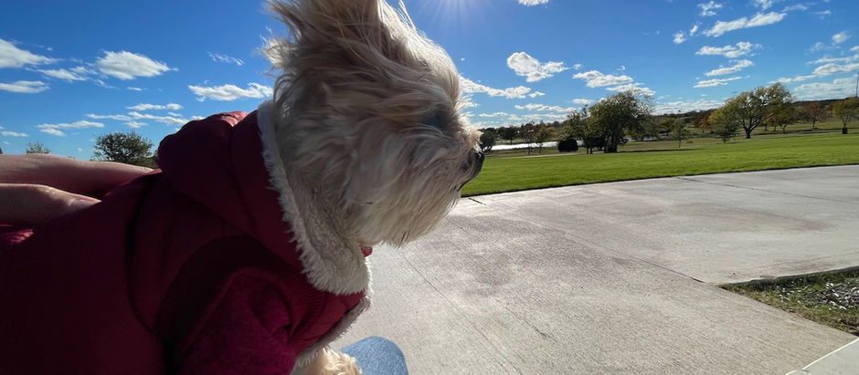 Paws, Play, and Peace of Mind: Kimmy’s Journey with Anxiety and Supplements