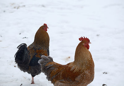 DSCF5838.JPG