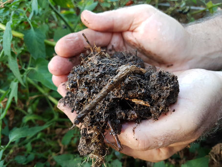 Regenerative Landwirtschaft dient dem Klimaschutz
