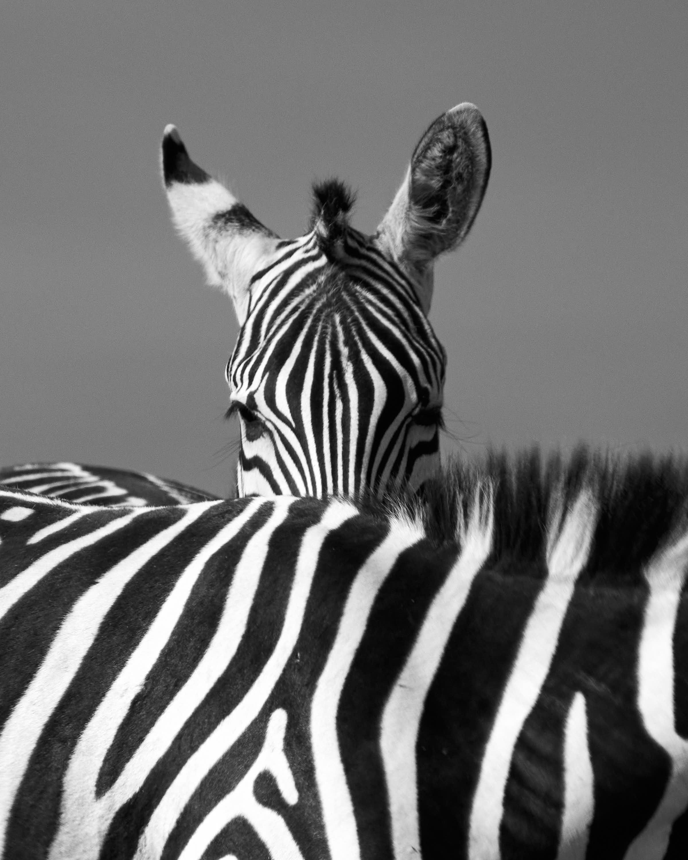 Stripes