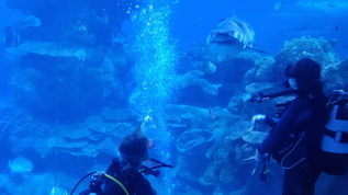 Fletchers Solicitors employees in the shark tank with a 10ft tiger shark swimming directly at them