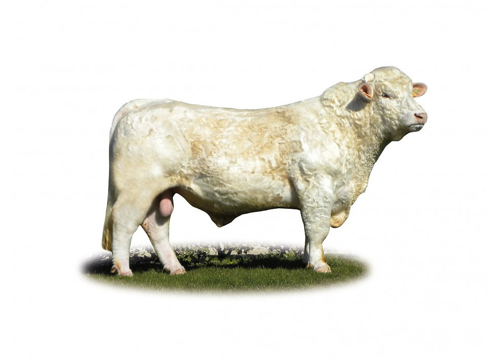 Ecureuil