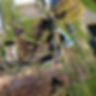 Tree Removal Mount gambier