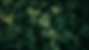 marijuana_leaves.png
