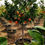 Thumbnail: Sweet Orange Trees. Citrus Sinensis Trees For Sale