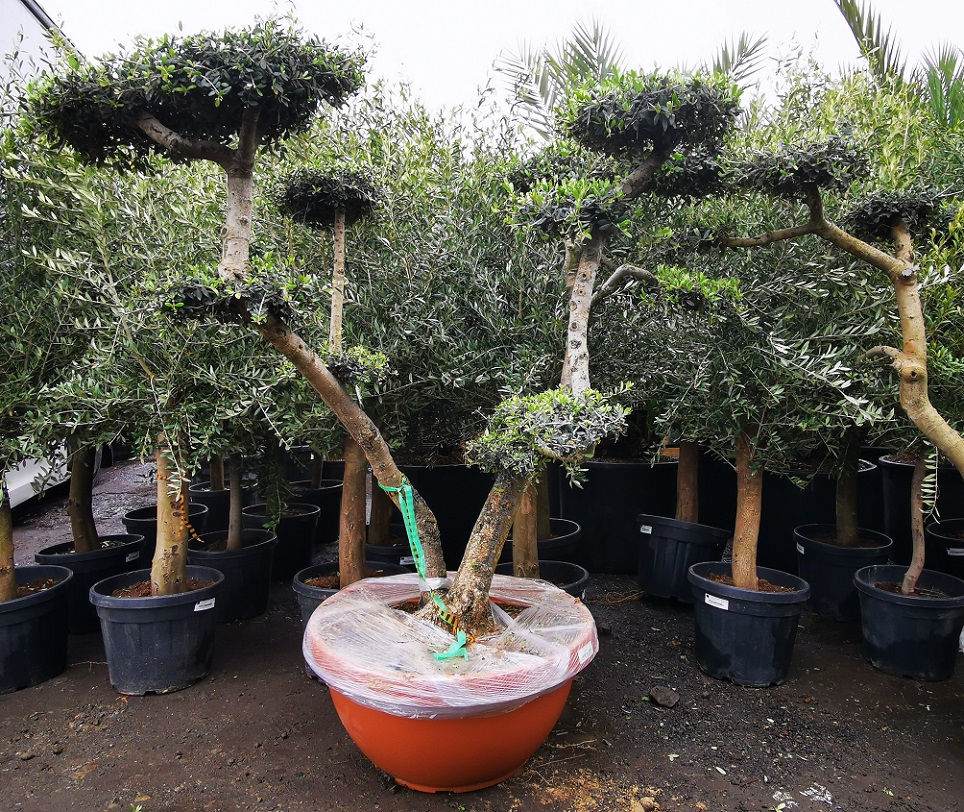 Thumbnail: Cloud Olive Trees In a Terracotta Bowl For Sale