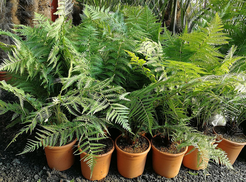 Thumbnail: Dicksonia Antarctica Tree Ferns Pot Grown