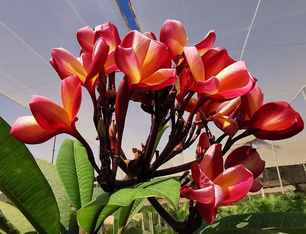 Thumbnail: PLUMERIA RUBRA. Frangipani.  Free UK Delivery!