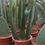 Thumbnail: Euphorbia Ingens multi trunk Cactus