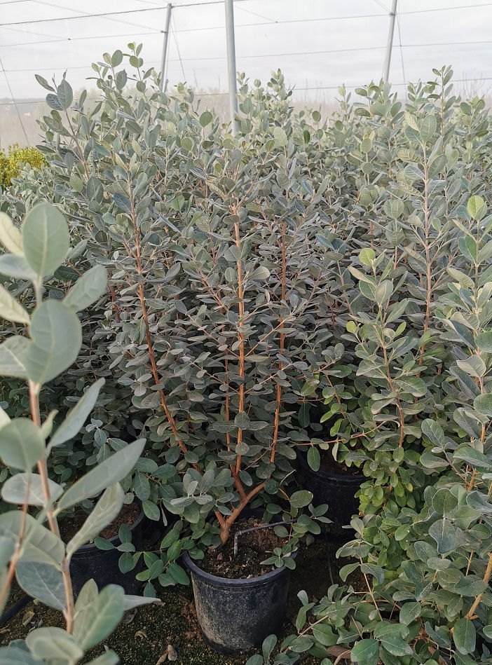 Thumbnail: Feijoa Sellowiana. Pineapple Guava Tree For Sale.