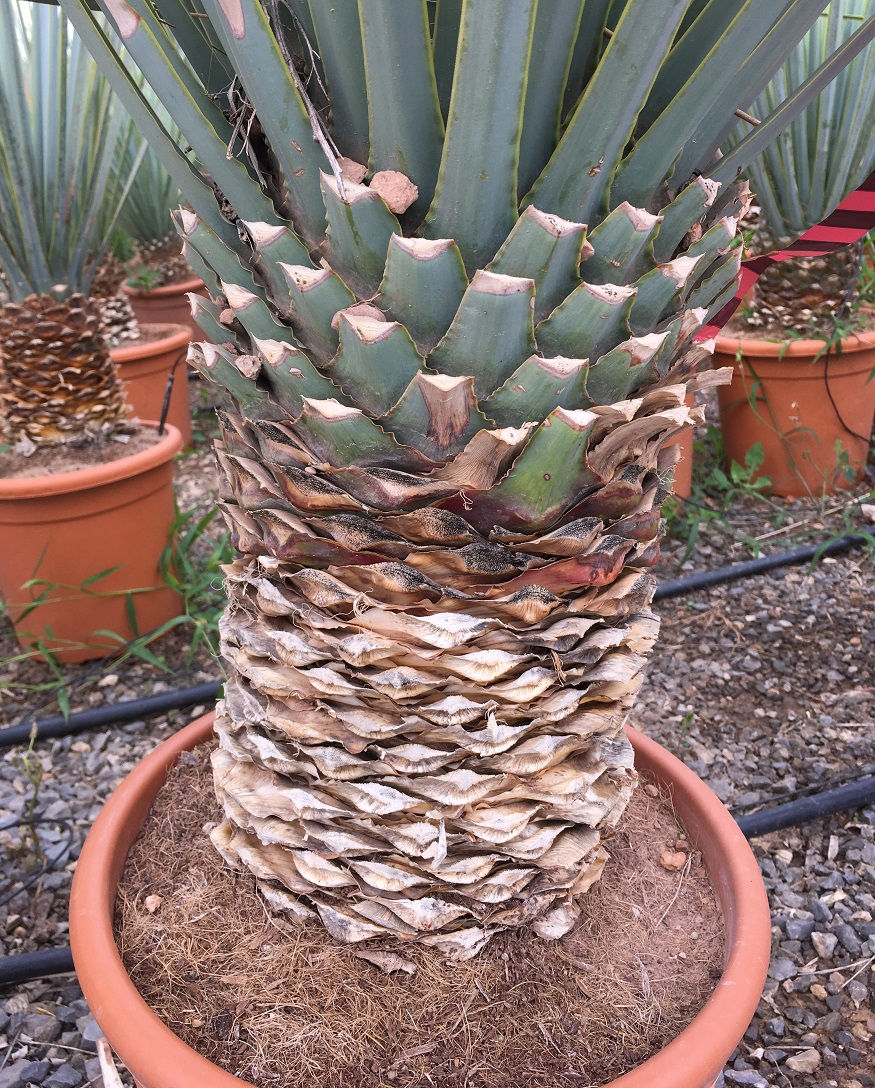 Thumbnail: Yucca Thompsoniana for sale