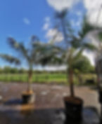 Thumbnail: Specimen Size Howea Forsteriana Palm. Kentia Palm Single Stem.