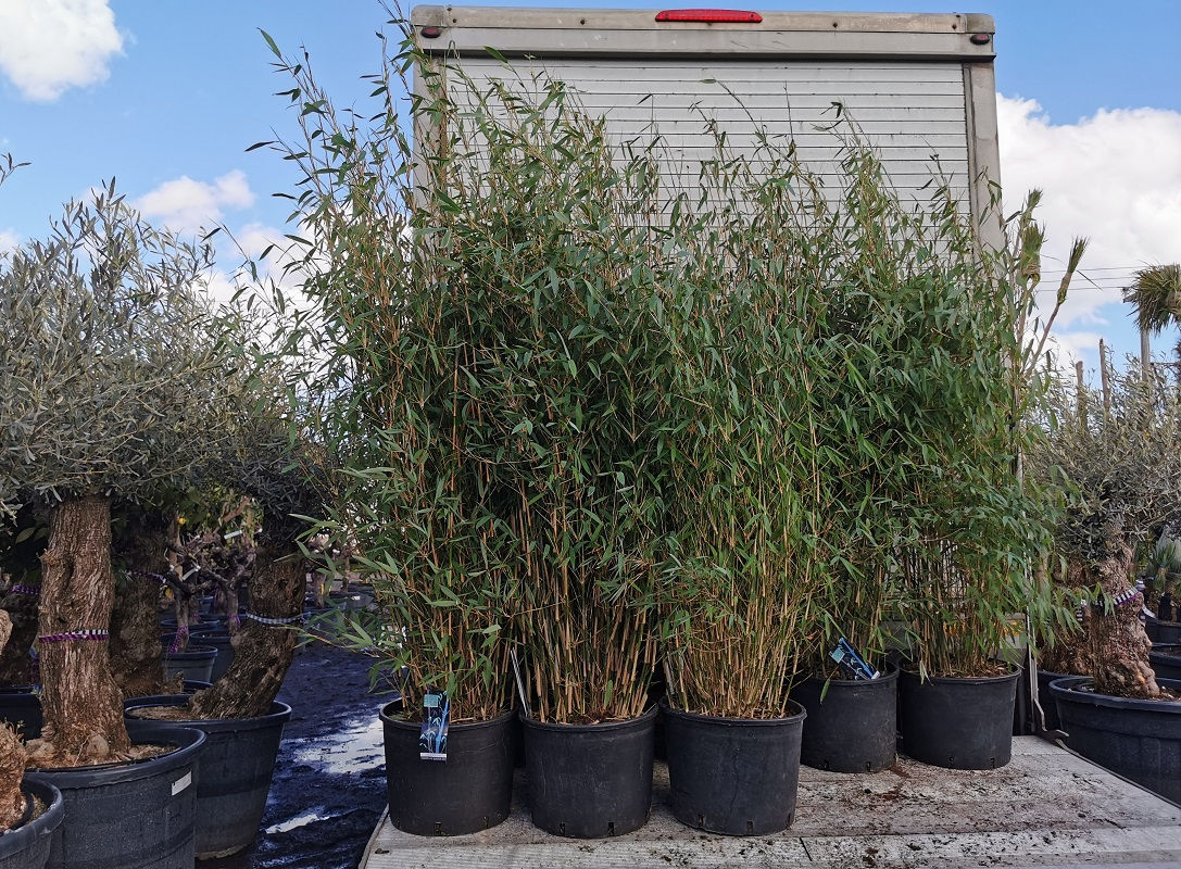 Fargesia 'Winter Joy' Bamboo Plants For Sale