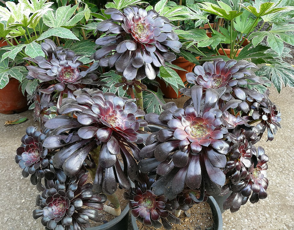 Thumbnail: Large Aeonium Nigra Plants for sale