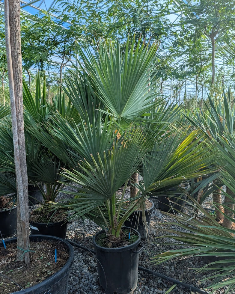 Brahea Edulis Palm Trees For Sale
