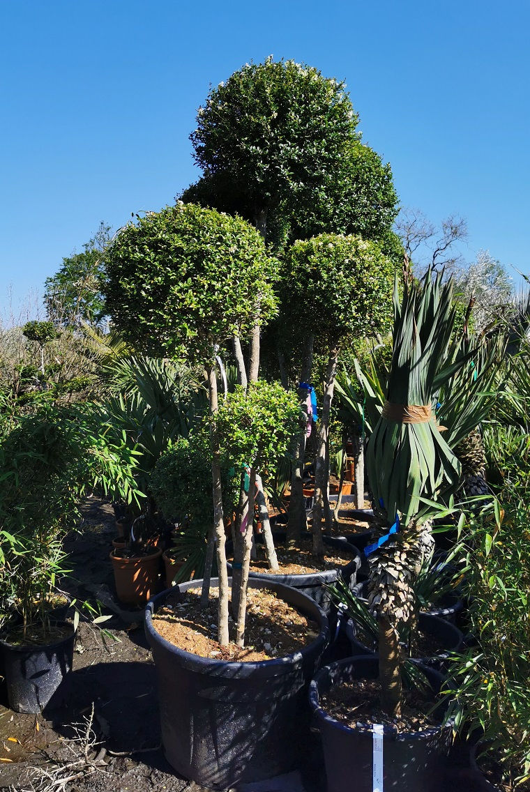 LIGUSTRUM JONANDRUM. Pom Pom Topiary.