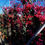 Thumbnail: Tall Bougainvillea Purple/Cerise Colour Plants For Sale