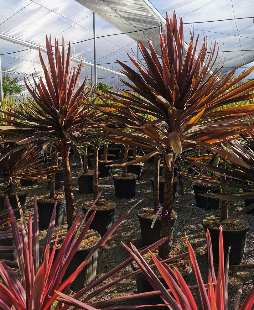 Large Cordyline Red Star For Sale.