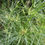 Thumbnail: Cyperus Paperus. Egyptian Paper Reed Plants For Sale.