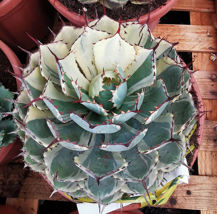 Agave Potatorum Kichiokan For Sale. Variegated Agaves For Sale