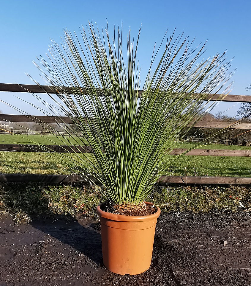Thumbnail: Mexican Grass Tree. Dasylirion Longissimum For Sale