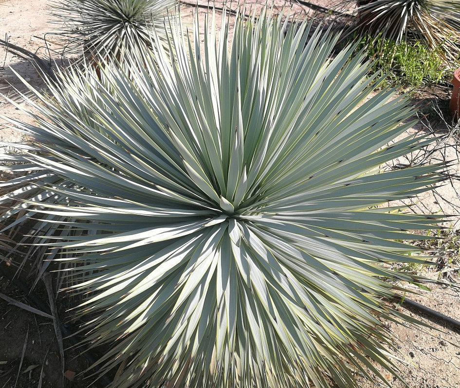 Thumbnail: YUCCA ROSTRATA x YUCCA RIGIDA HYBRID.