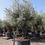 Thumbnail: Large Open Crown Olive Trees For Sale. Variety Picual